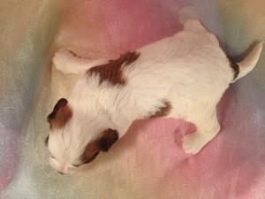 Male cavachon for sale by Sterrenberg In Iowa
